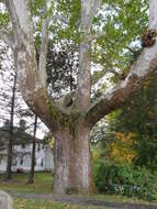 Image of American sycamore