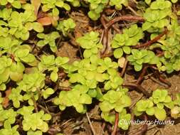 Sivun Sedum formosanum N. E. Br. kuva