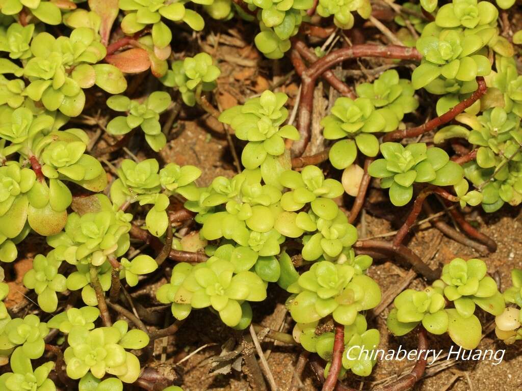 Image of Sedum formosanum N. E. Br.