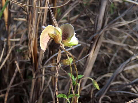 Image of <i>Lotononis complanata</i>