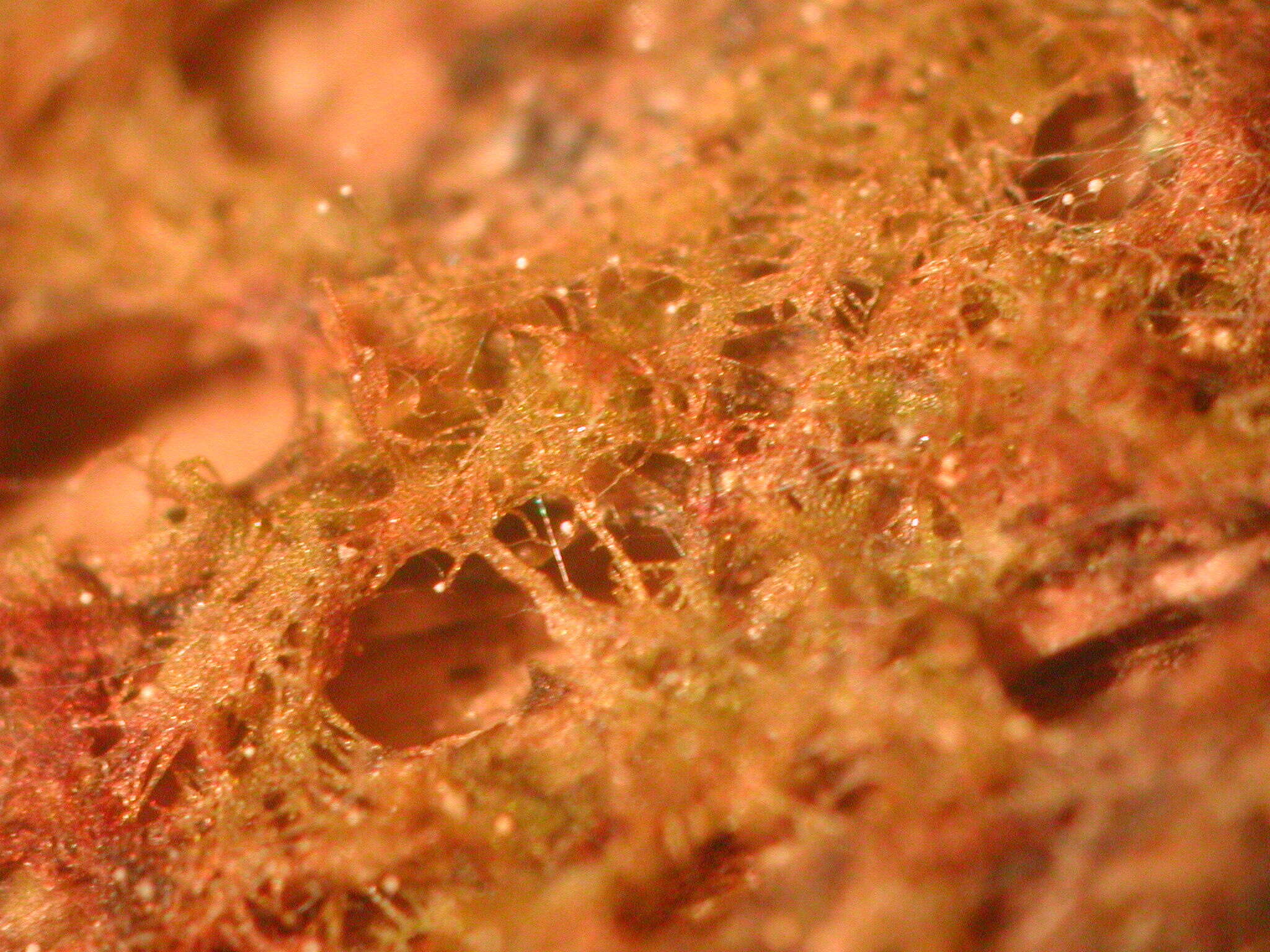 Image of Echinostelium minutum