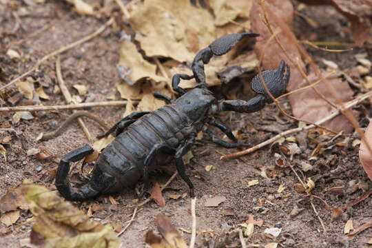 Image of Giant Senegalese Scorpion