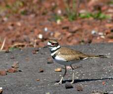 Image of Killdeer