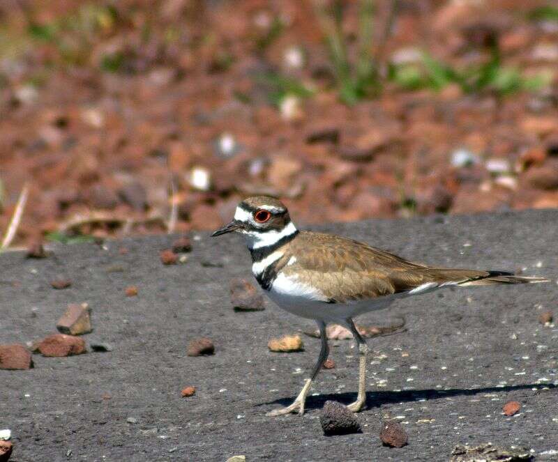 Image of Killdeer