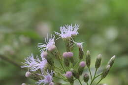 Sivun Chromolaena leivensis (Hieron.) R. King & H. Rob. kuva