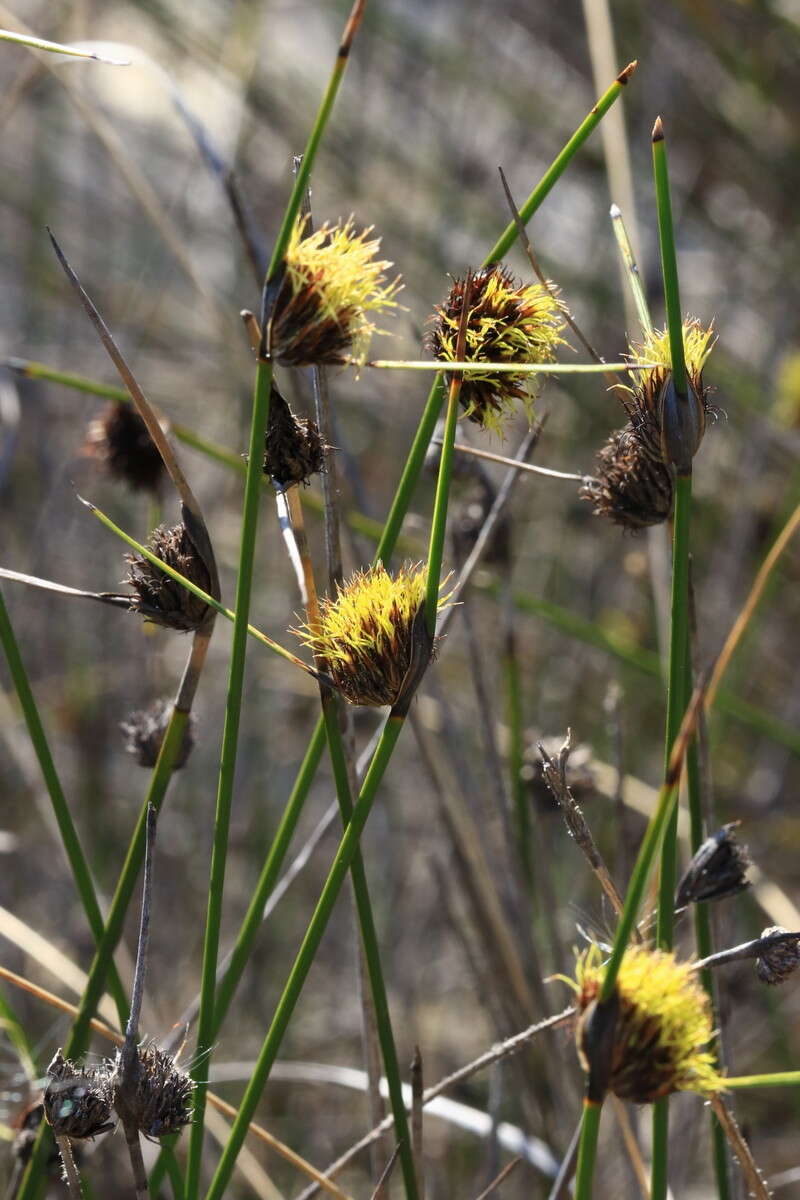 Image of Mesomelaena pseudostygia (Kük.) K. L. Wilson