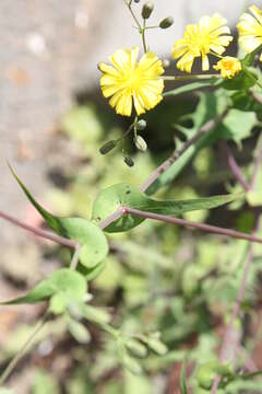 Image of Crepidiastrum sonchifolium (Maxim.) J. H. Pak & Kawano