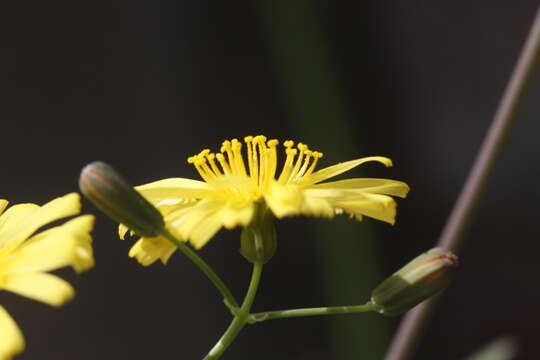 Image of Crepidiastrum sonchifolium (Maxim.) J. H. Pak & Kawano