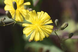 Image of Crepidiastrum sonchifolium (Maxim.) J. H. Pak & Kawano