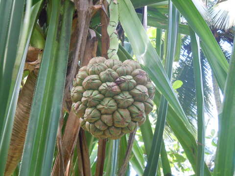 Image of Pandanus thomensis Henriq.