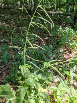 Image of Hesperis steveniana DC.