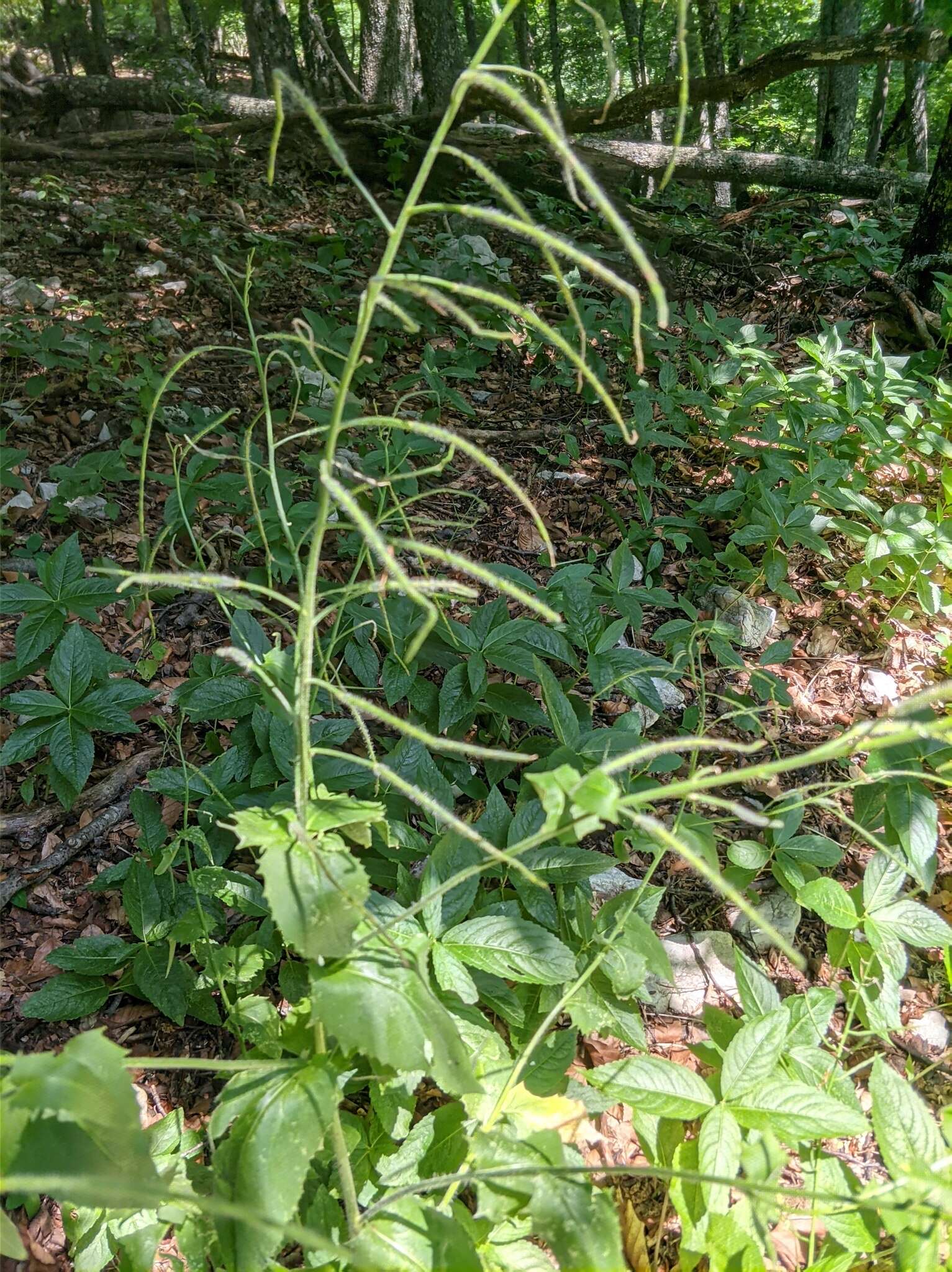 Слика од Hesperis steveniana DC.