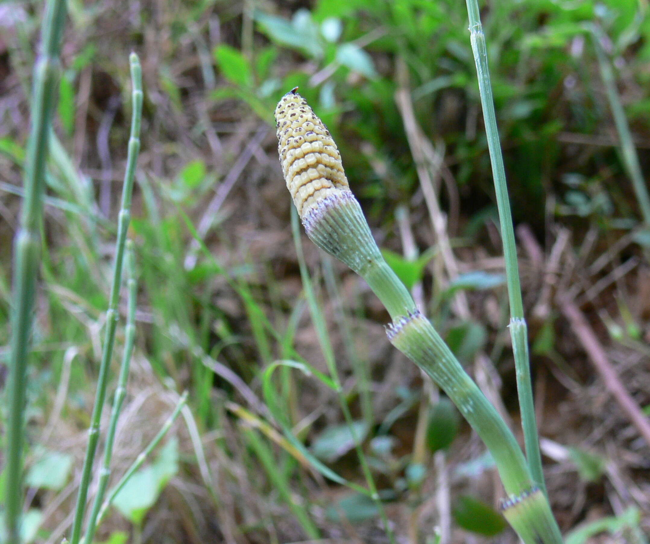 Image of boston horsetail