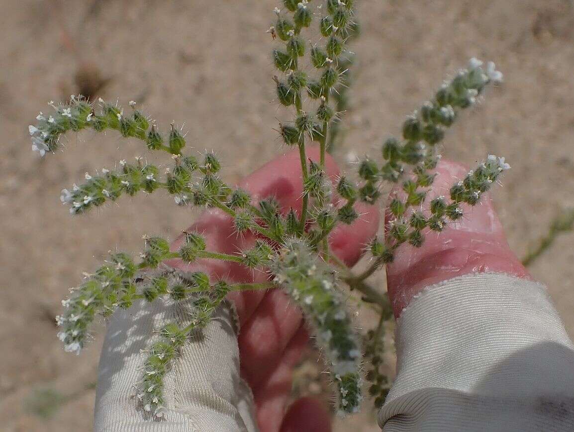 Image of pointed cryptantha