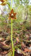 صورة Thelymitra fuscolutea R. Br.