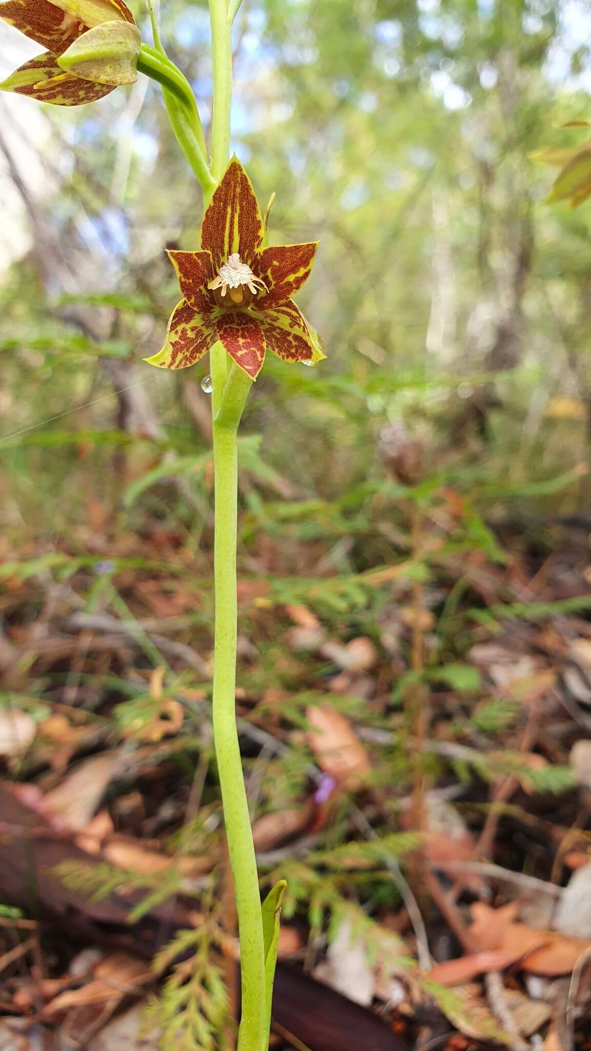 صورة Thelymitra fuscolutea R. Br.