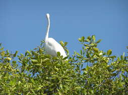 Image of Gray Mangrove