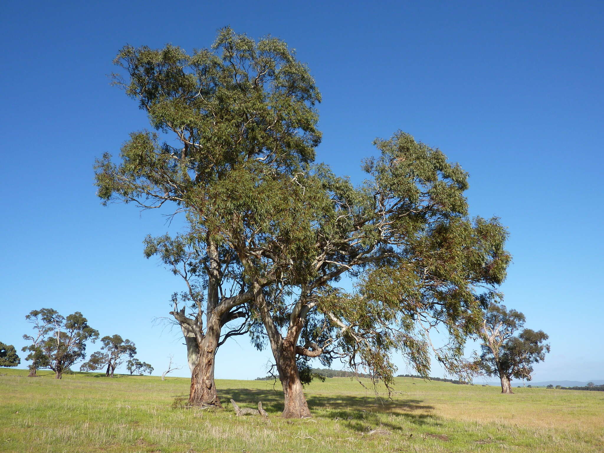 Image de Eucalyptus leucoxylon subsp. leucoxylon