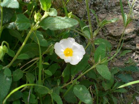 Image of salvia cistus