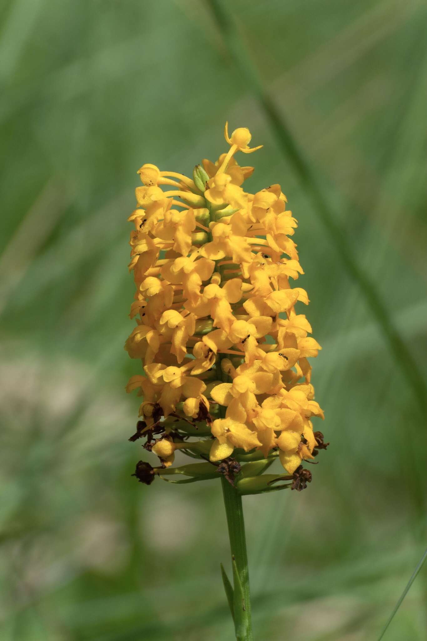 Platanthera integra (Nutt.) A. Gray ex L. C. Beck的圖片