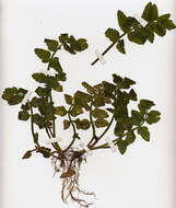 Image of Fool's-Watercress