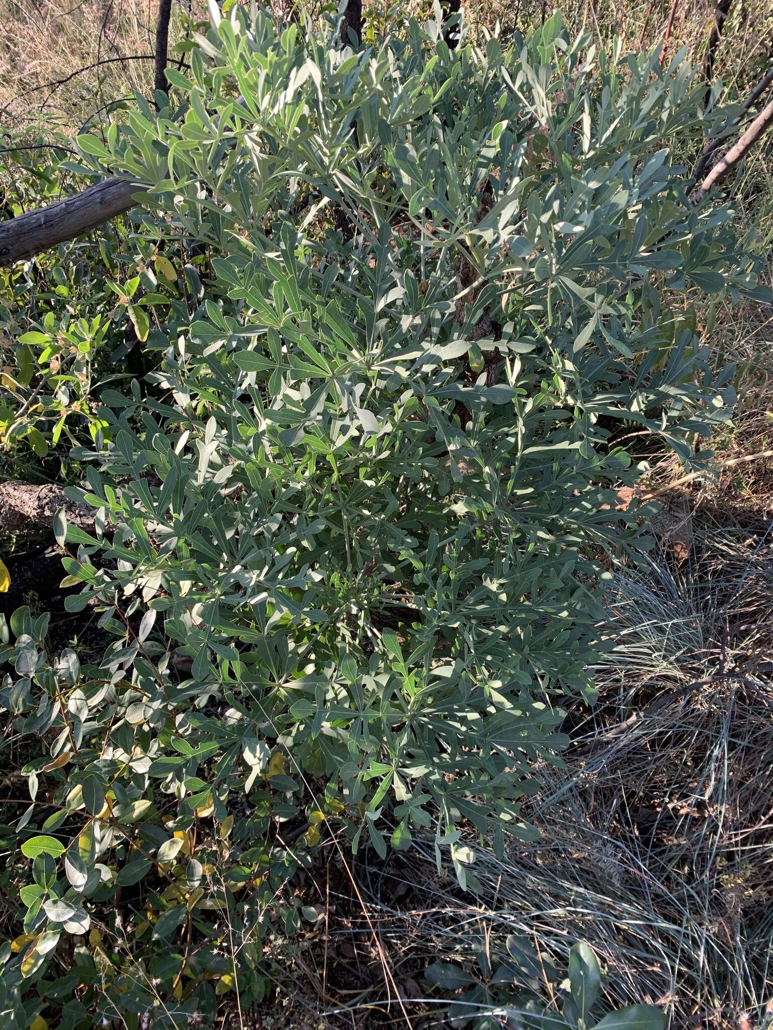 Image of Transvaal Cabbage Tree