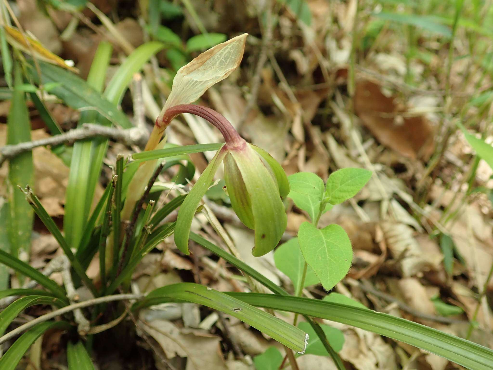 Sivun Cymbidium goeringii (Rchb. fil.) Rchb. fil. kuva