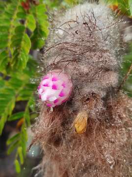 Image of Micranthocereus purpureus (Gürke) F. Ritter