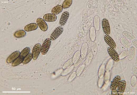 Thyronectroidea chrysogramma (Ellis & Everh.) Seaver 1909 resmi