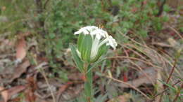 Image of Pimelea humilis R. Br.