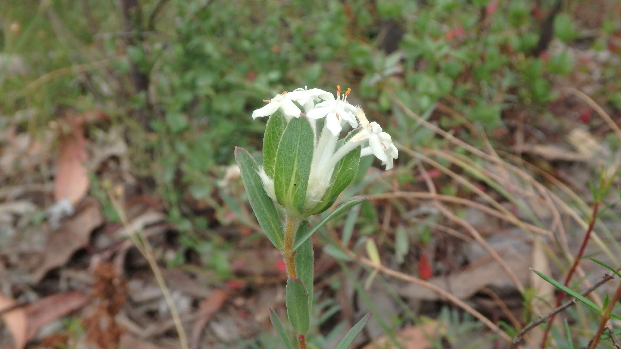 Image of Pimelea humilis R. Br.