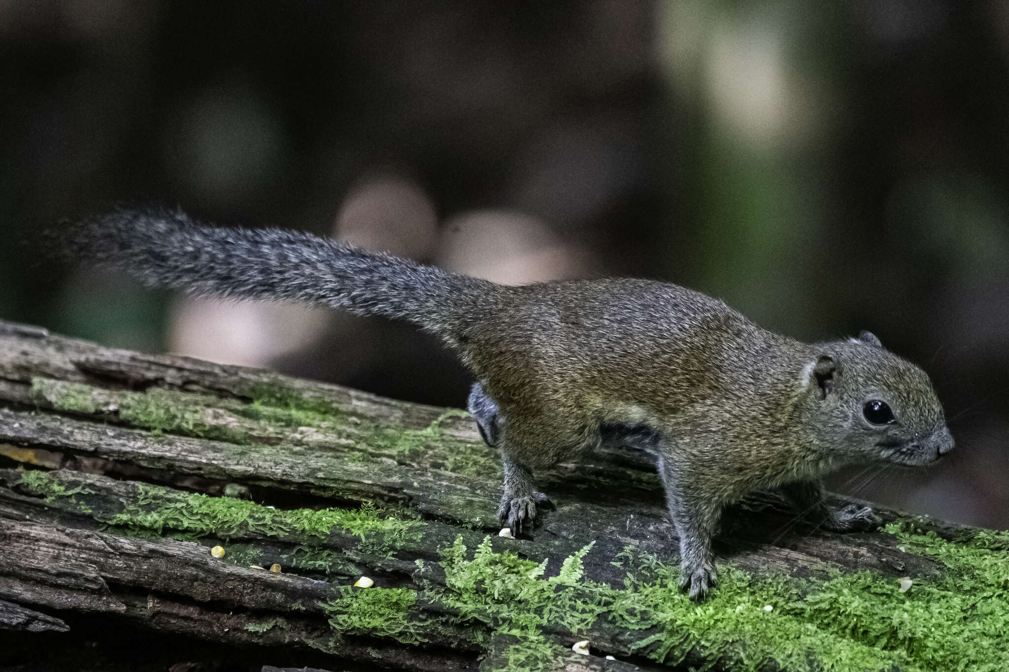 Image of Borneo Black-banded Squirrel