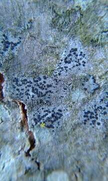 Image of disc lichen