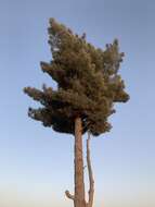 Image of Afghan pine