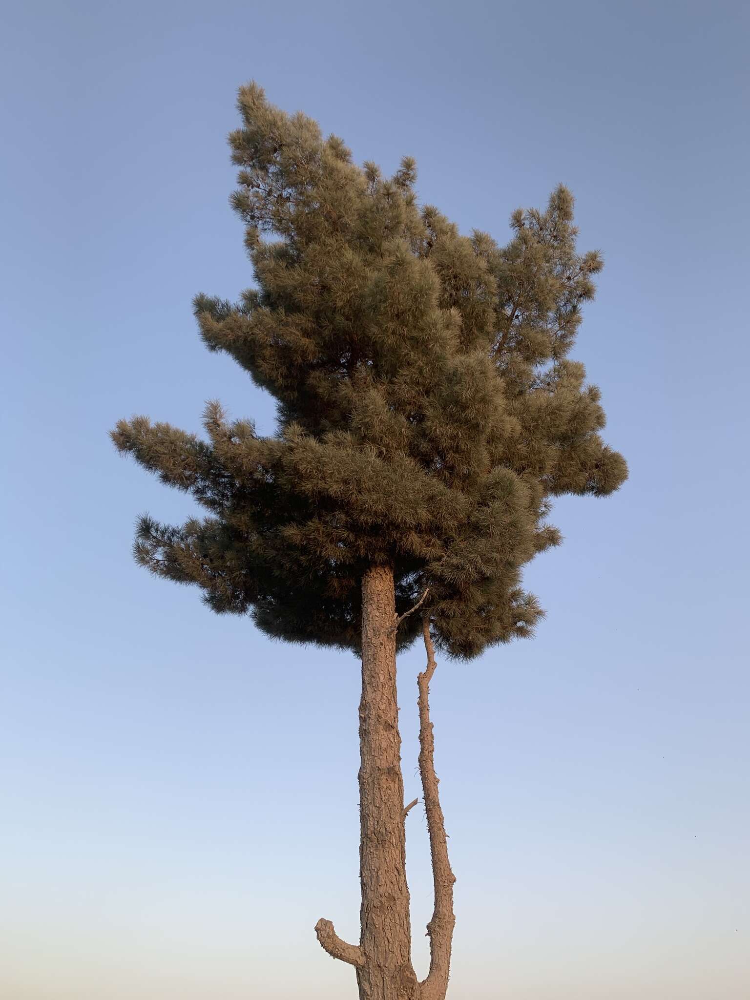 Image of Afghan pine