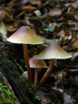 Image of Common Bonnet