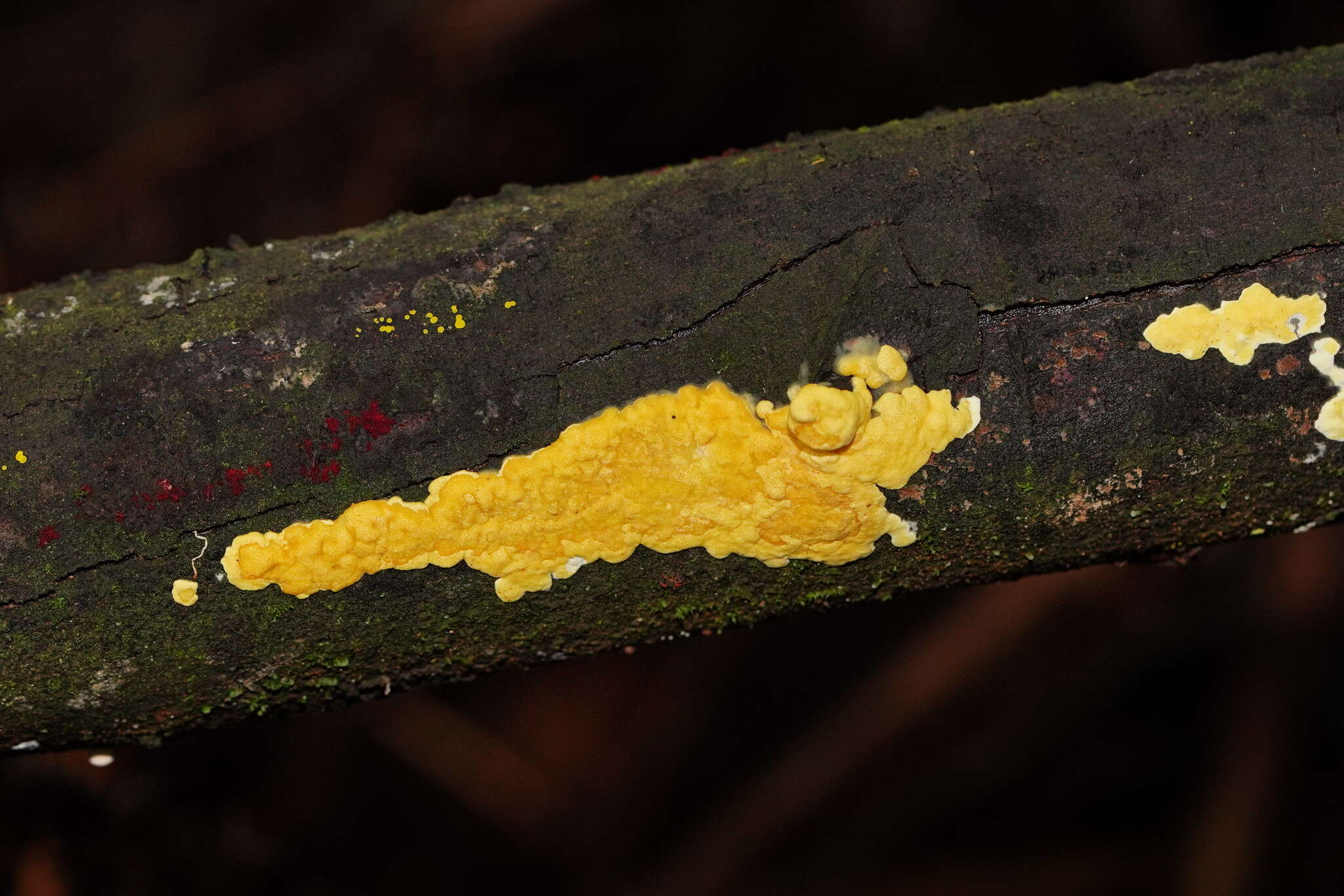 Trichoderma victoriense (Overton) Jaklitsch & Voglmayr 2014的圖片