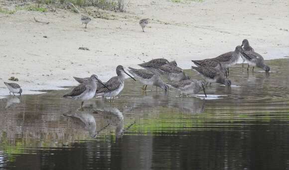 Image of Dowitcher