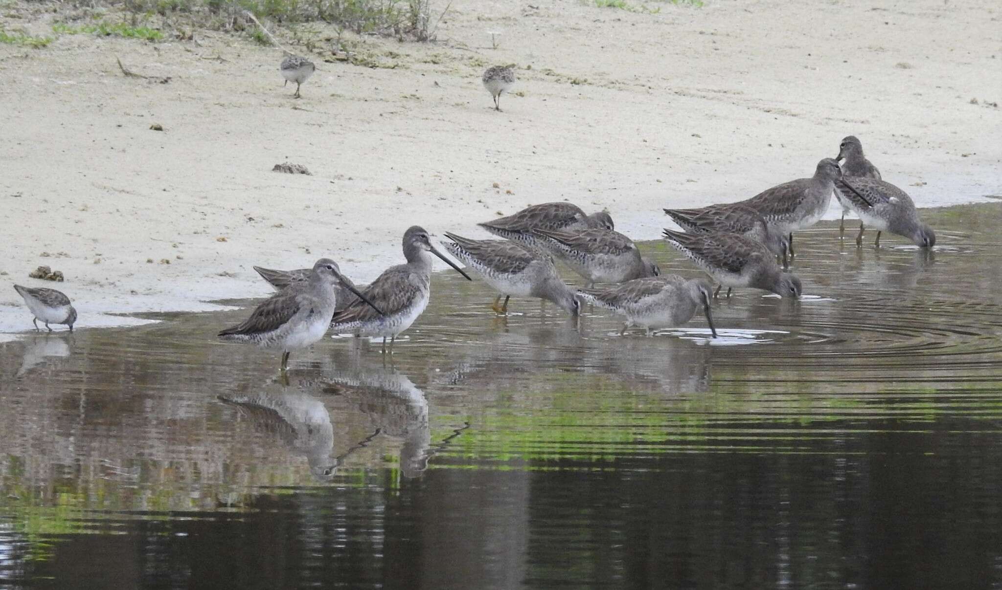 Image of Dowitcher