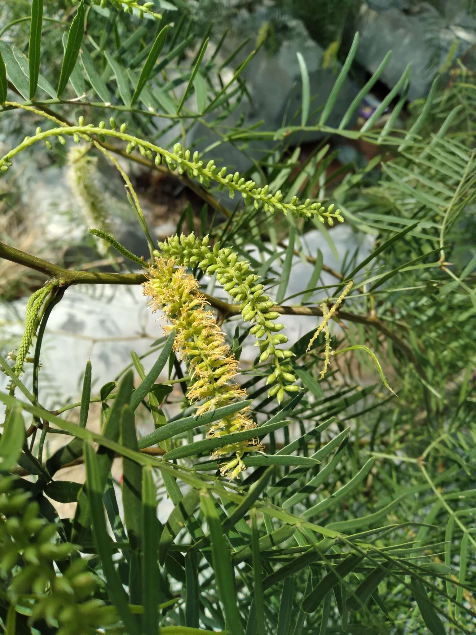 Image of honey mesquite