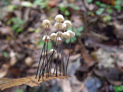 Imagem de Marasmius capillaris