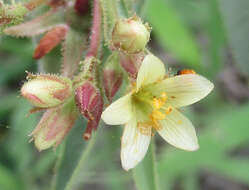 Image of Jatropha zeyheri Sond.