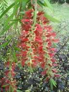 صورة Callistemon rigidus R. Br.