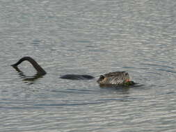 Image of River Rats