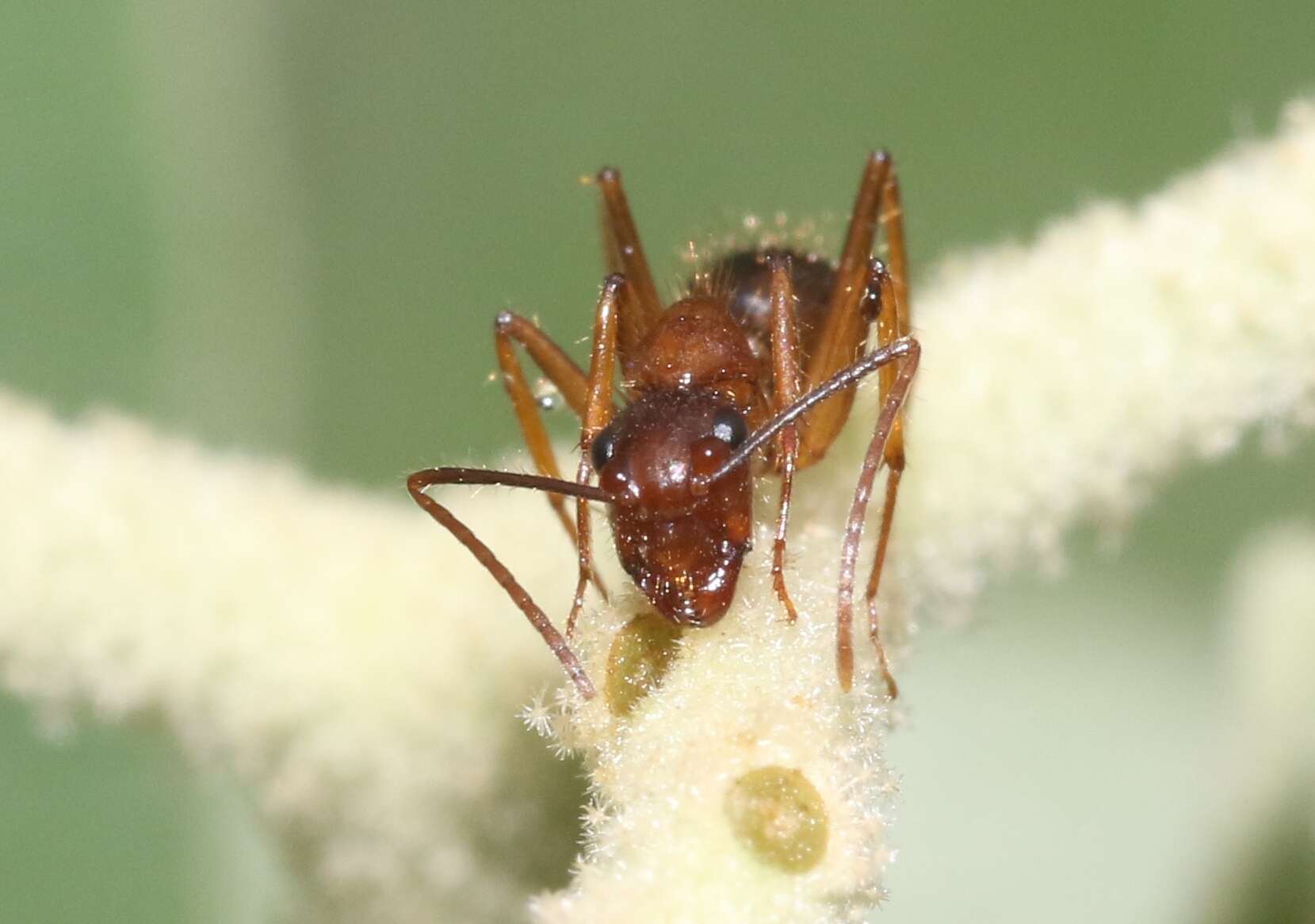 Image of Florida Carpenter Ant