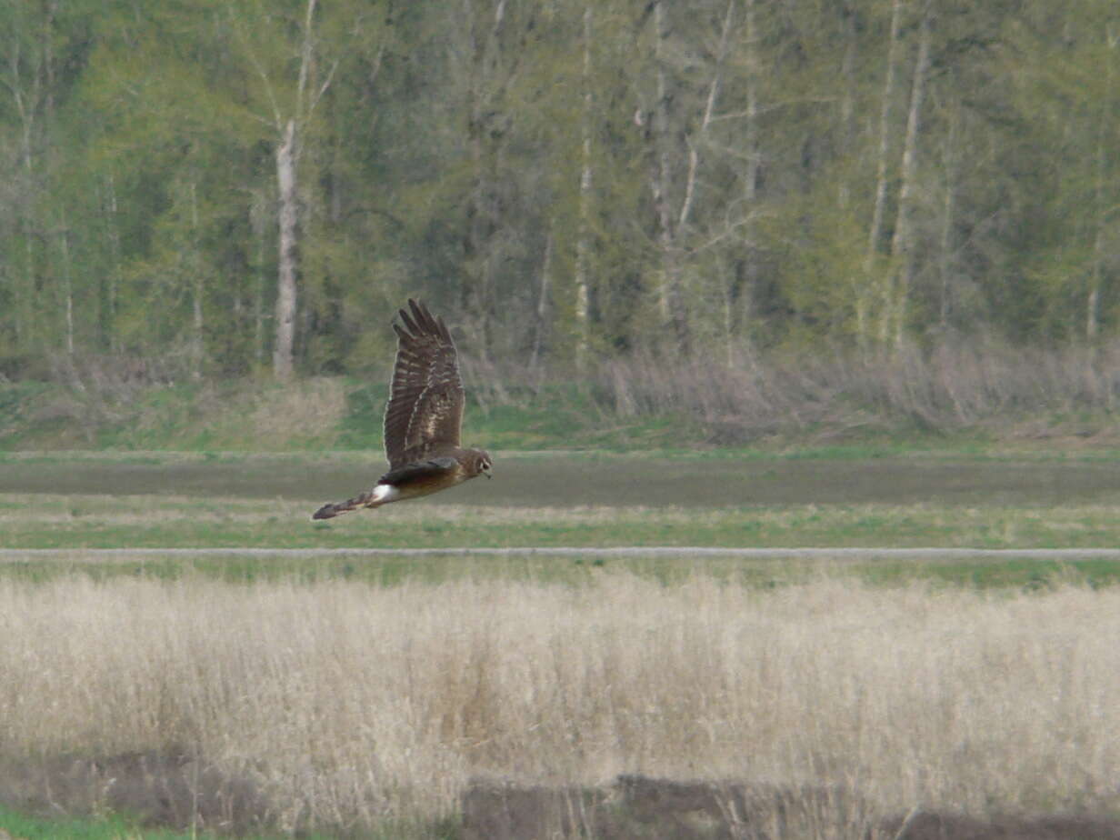 Image of Northern Harrier