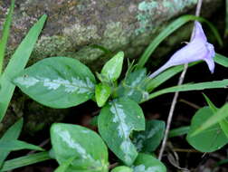 Image of Asystasia natalensis C. B. CI.