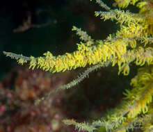 Image of Galapagos black coral