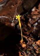 صورة Voyria flavescens Griseb.