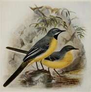 Image of Motacilla Linnaeus 1758